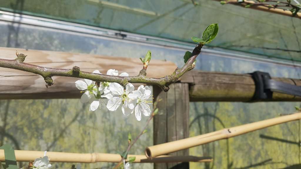 Prunus domestica 'Victoria' ---